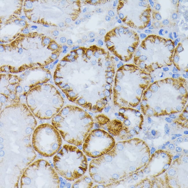 100UL MEK1 ANTIBODY 100 ul