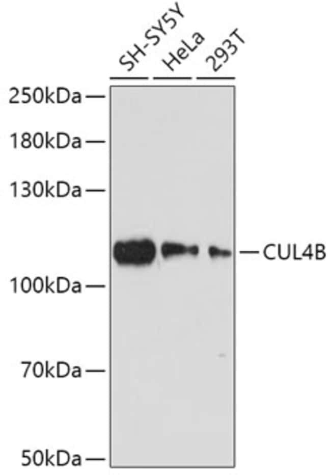 100UL CULLIN 4B ANTIBODY 100 ul