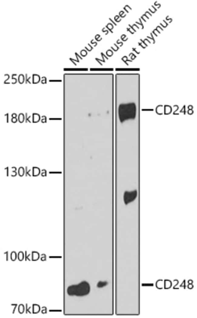 100UL CD248 ANTIBODY 100 ul