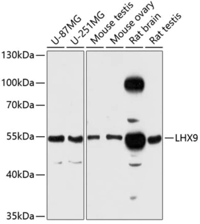 100UL LHX9 ANTIBODY 100 ul