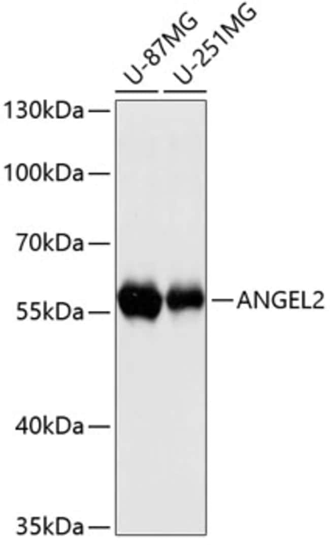 100UL ANGEL2 ANTIBODY 100 ul