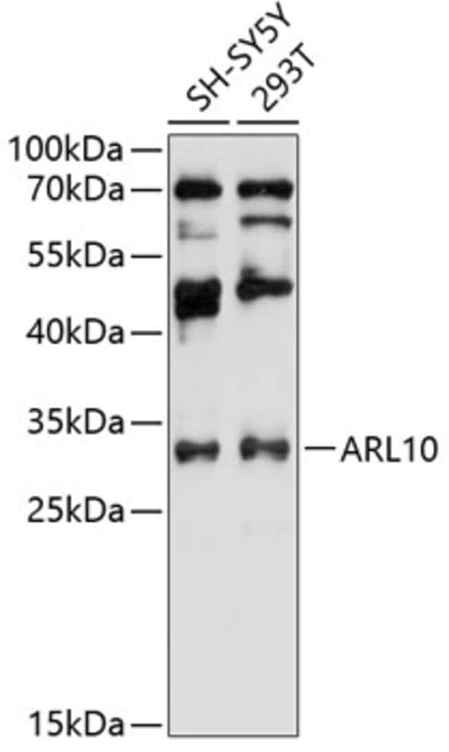100UL ARL10 ANTIBODY 100 ul