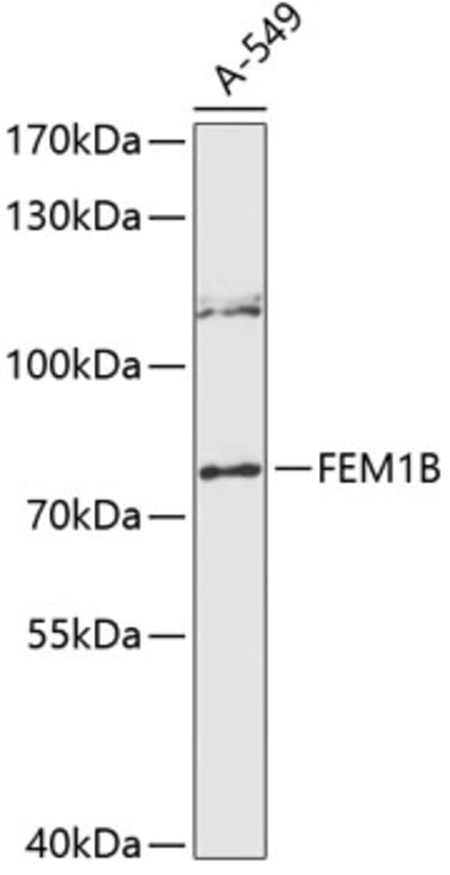 100UL F1A ALPHA ANTIBODY 100 ul