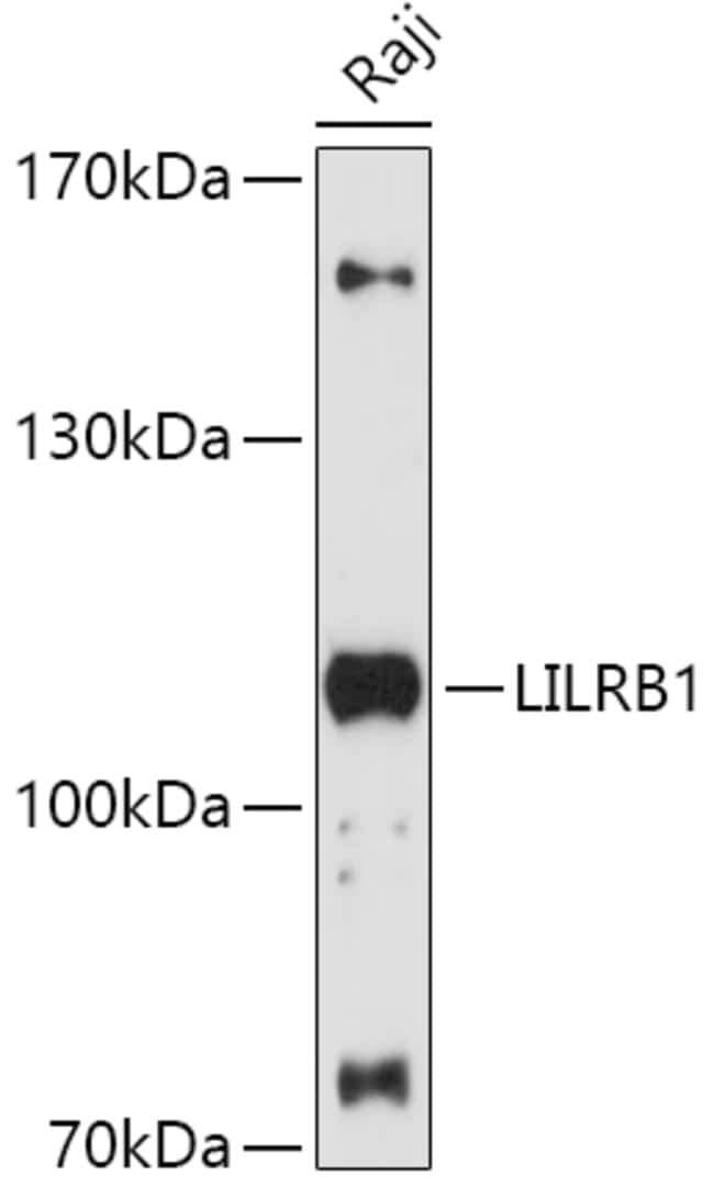 100UL CD85J (ILT2) ANTIBODY 100 ul