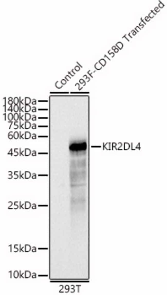 100UL KIR2DL4 ANTIBODY 100 ul