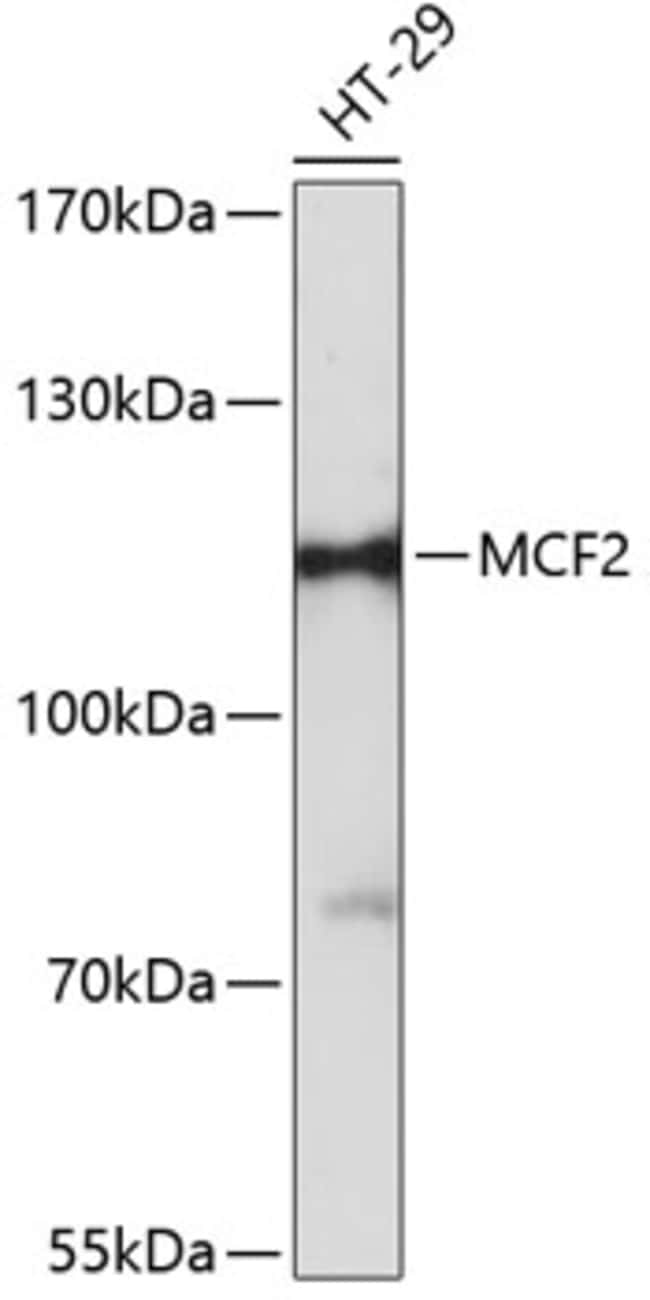 100UL MCF2 ANTIBODY 100 ul