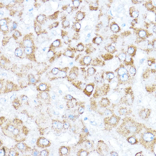 100UL KAISO ANTIBODY 100 ul