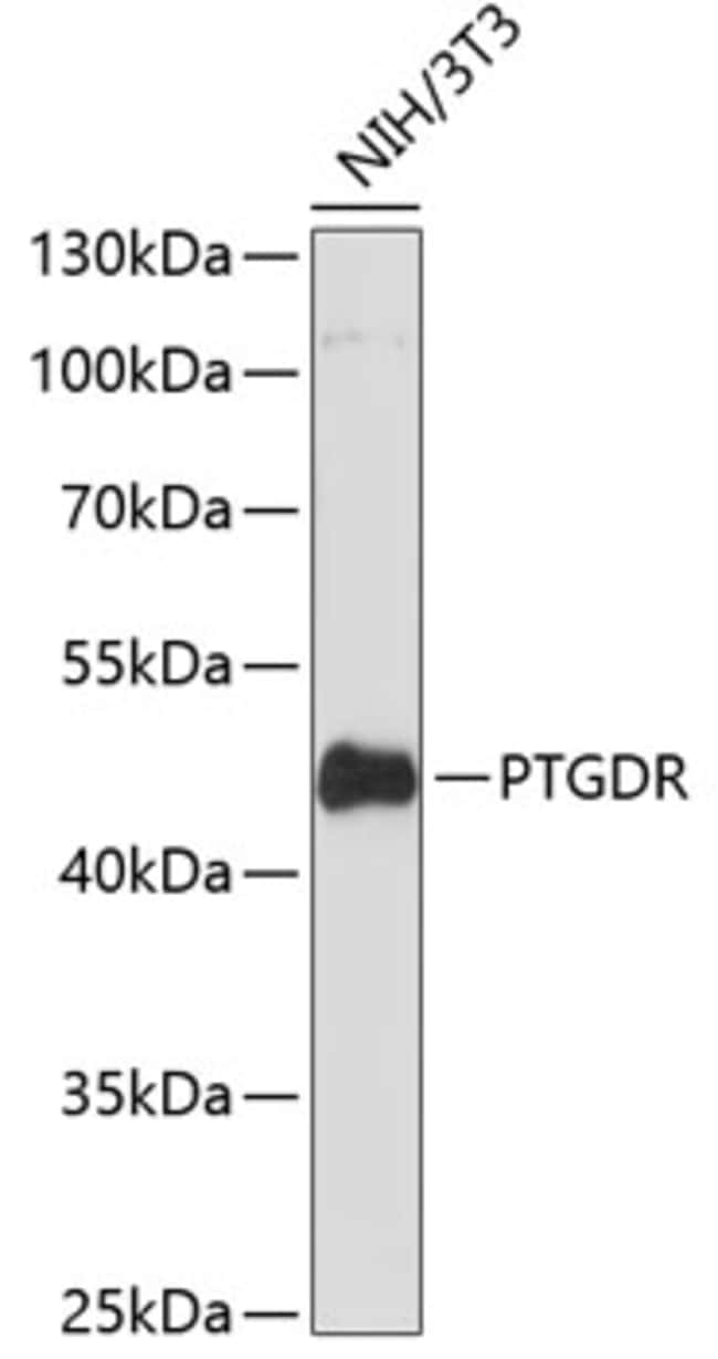100UL CRTH2 ANTIBODY 100 ul