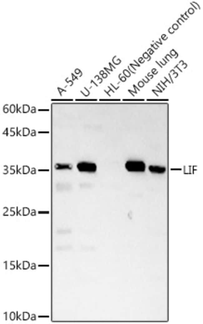 100UL LIF ANTIBODY 100 ul