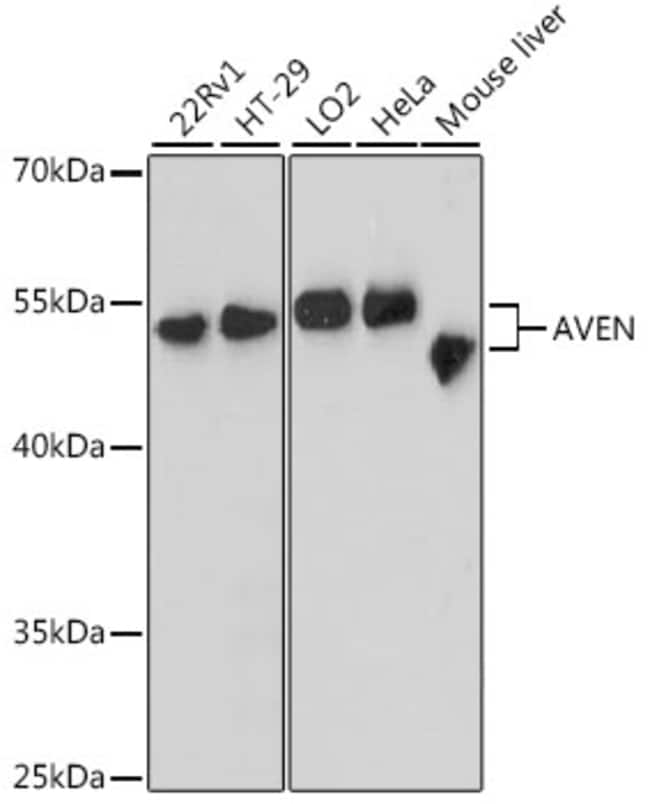 100UL AVEN ANTIBODY 100 ul