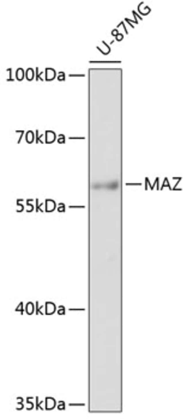 100UL MAZ ANTIBODY 100 ul