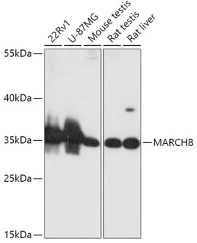 100UL MARCH8 ANTIBODY 100 ul