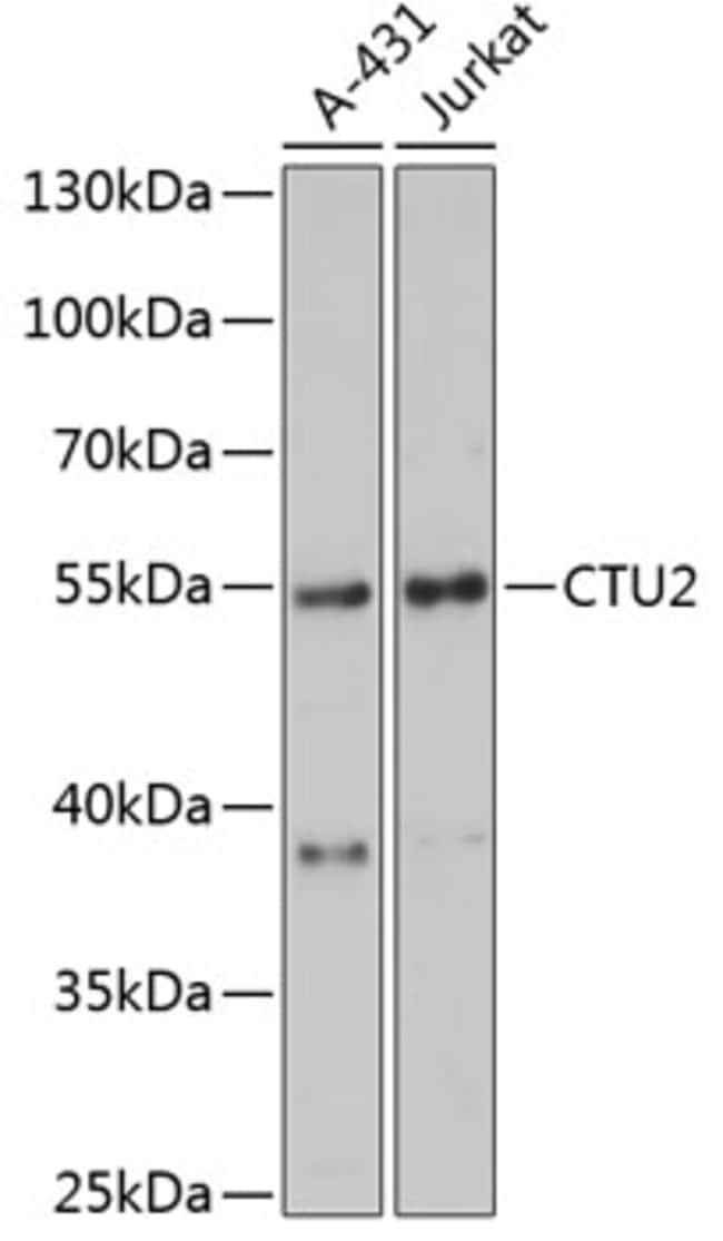100UL CTU2 ANTIBODY 100 ul