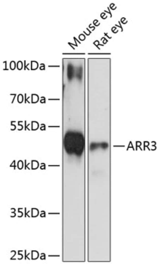 100UL ARR3 ANTIBODY 100 ul