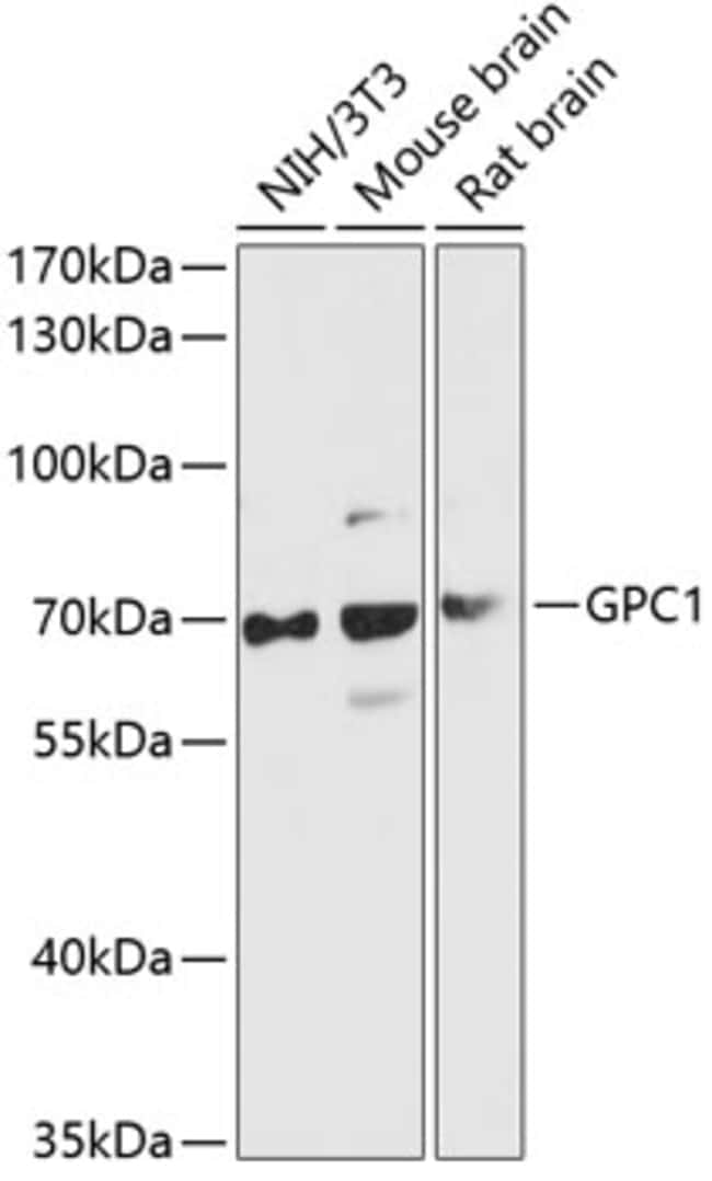 100UL GLYPICAN 1 ANTIBODY 100 ul