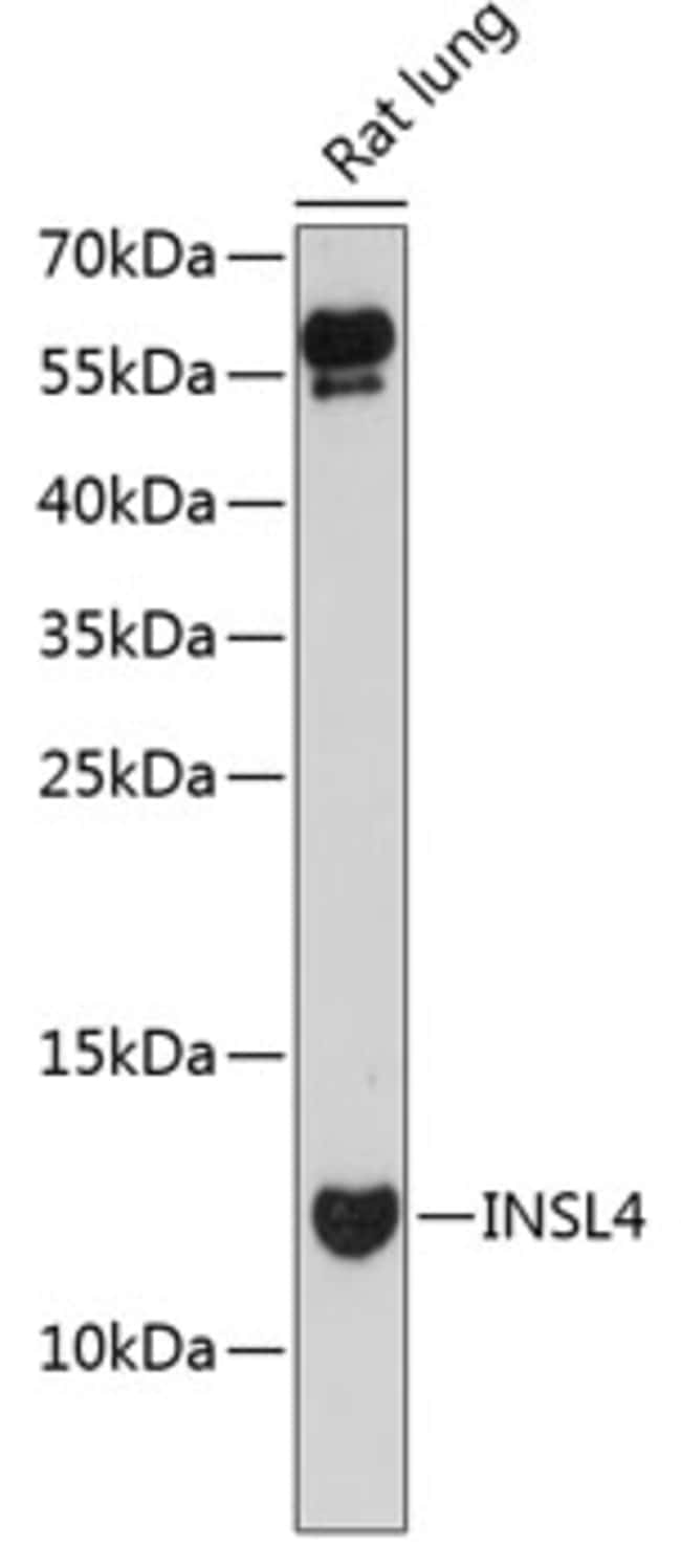 100UL INSL4 ANTIBODY 100 ul