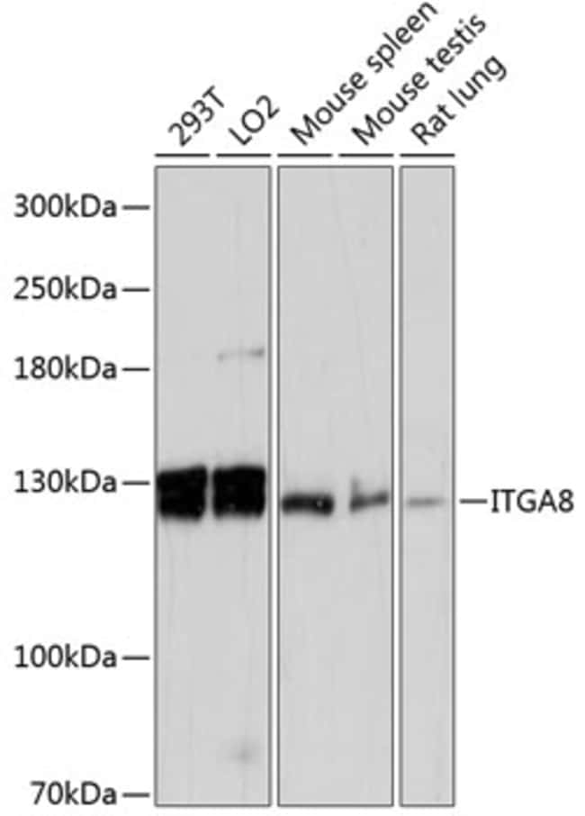 100UL ITGA8 ANTIBODY 100 ul