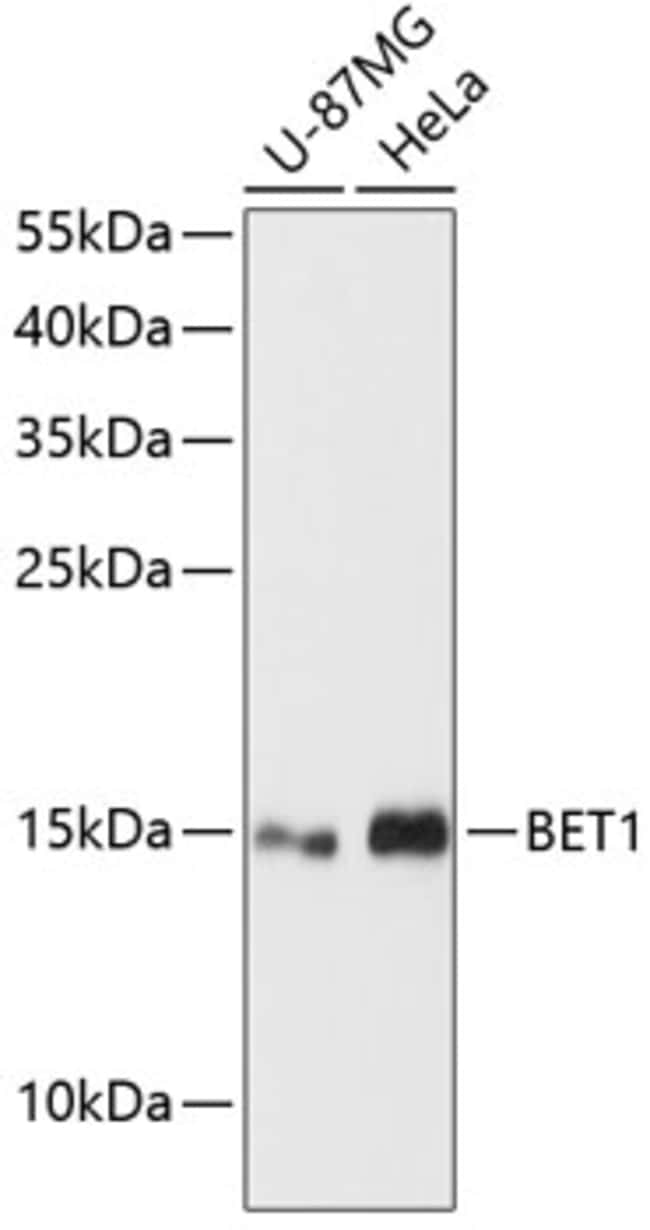 100UL BET1 ANTIBODY 100 ul