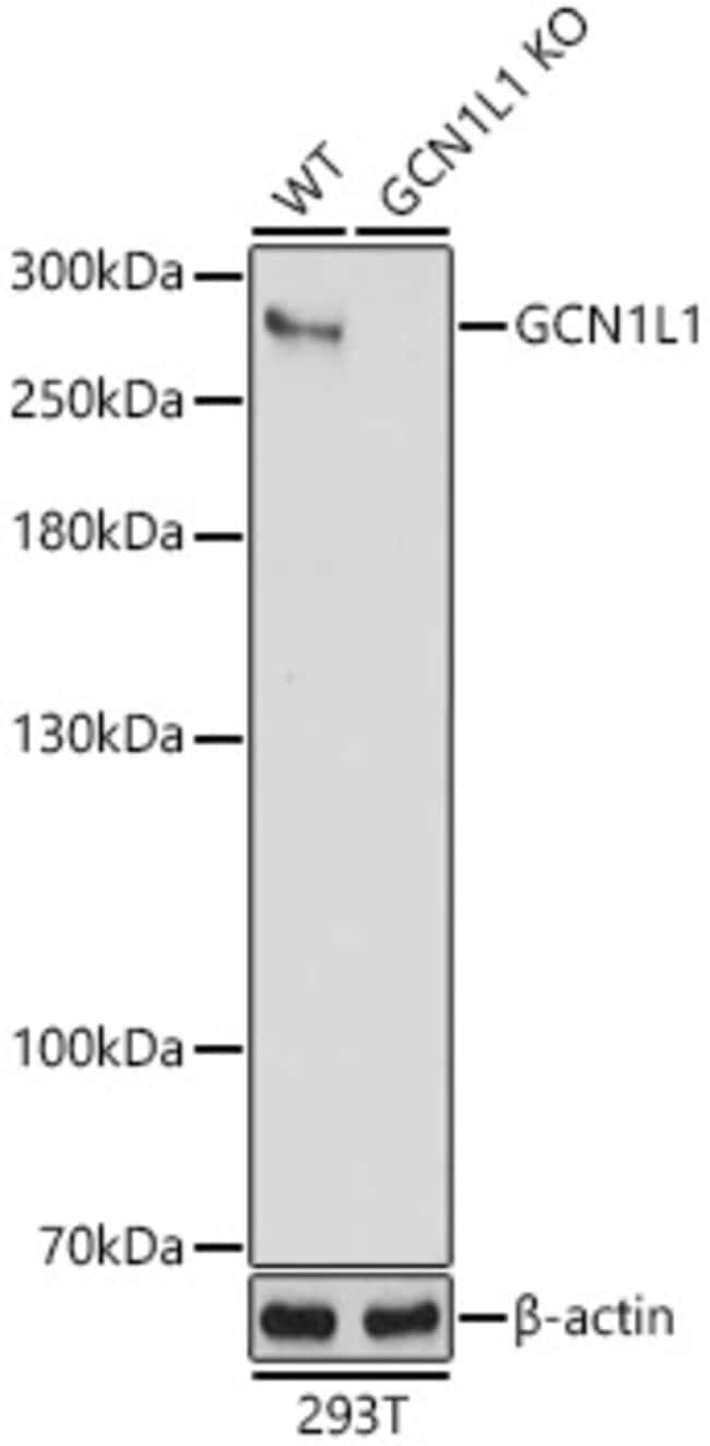 100UL GCN1L1 ANTIBODY 100 ul
