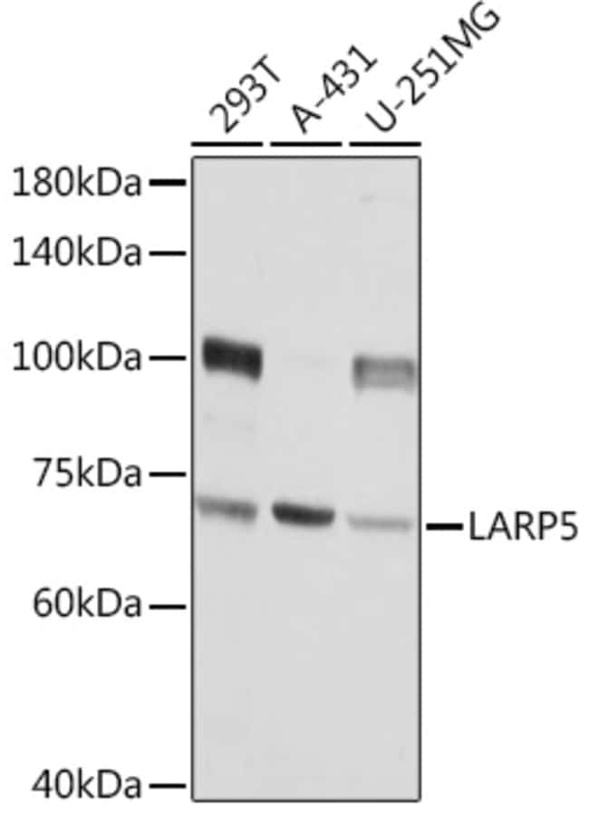 100UL LAR4B ANTIBODY 100 ul