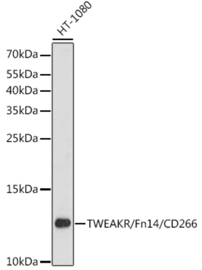 100UL CD266 ANTIBODY 100 ul