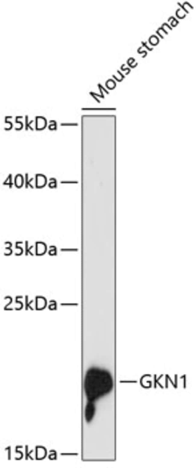 100UL GKN1 ANTIBODY 100 ul