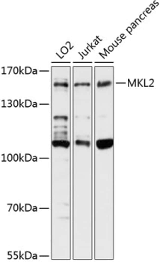 100UL MKL2 ANTIBODY 100 ul