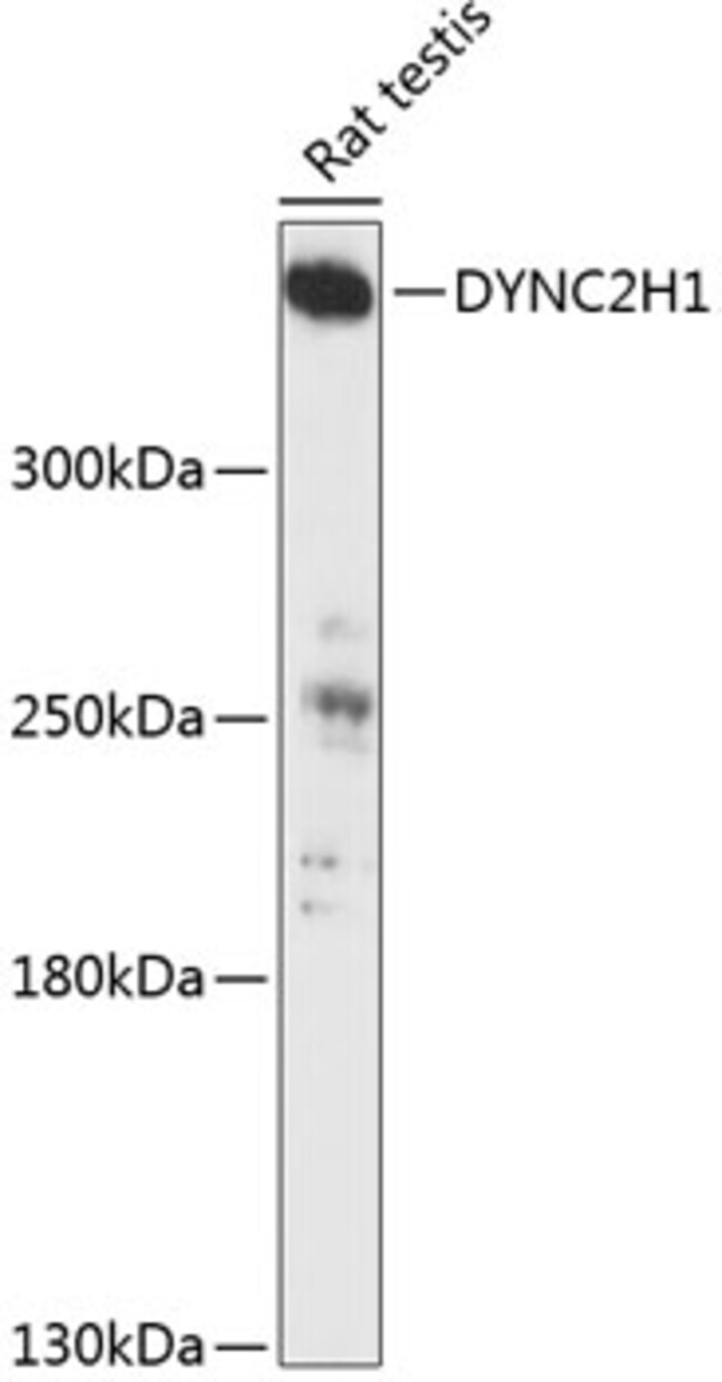 100UL DYNC2H1 ANTIBODY 100 ul