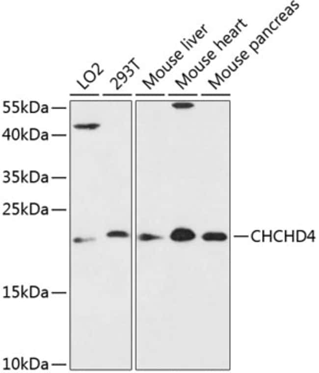 100UL CHCHD4 ANTIBODY 100 ul