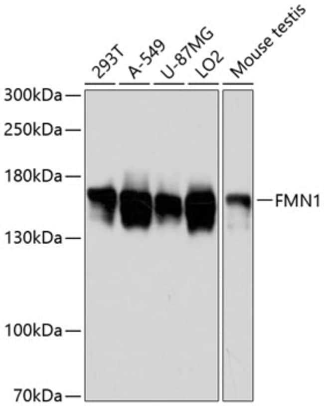 100UL FMN1 ANTIBODY 100 ul
