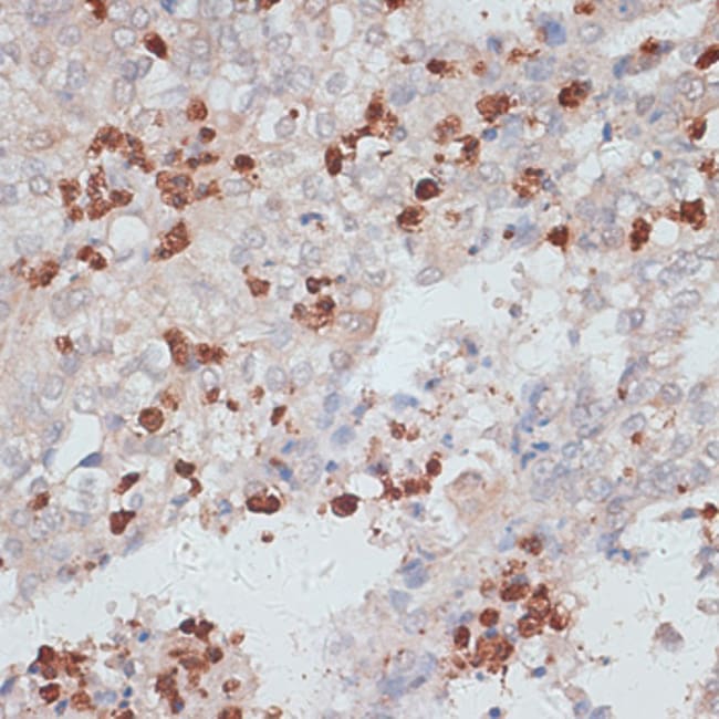100UL CATHEPSIN G ANTIBODY 100 ul