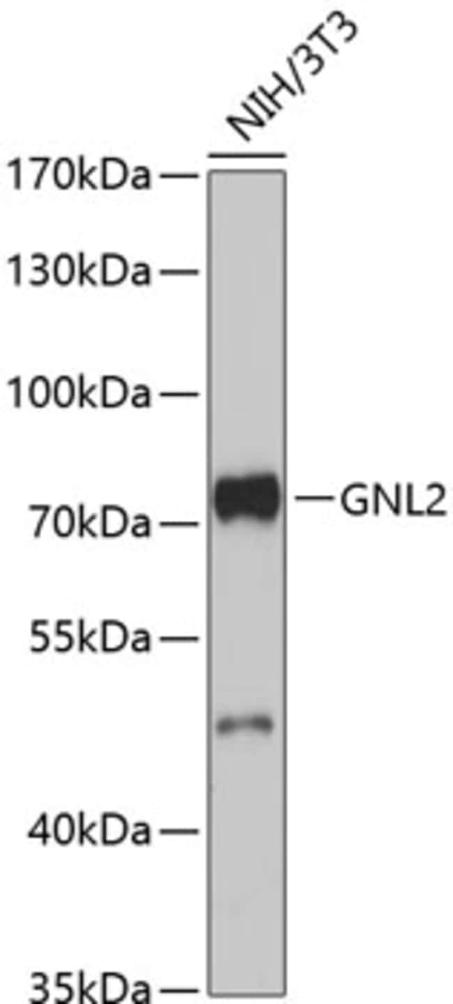 100UL GNL2 ANTIBODY 100 ul