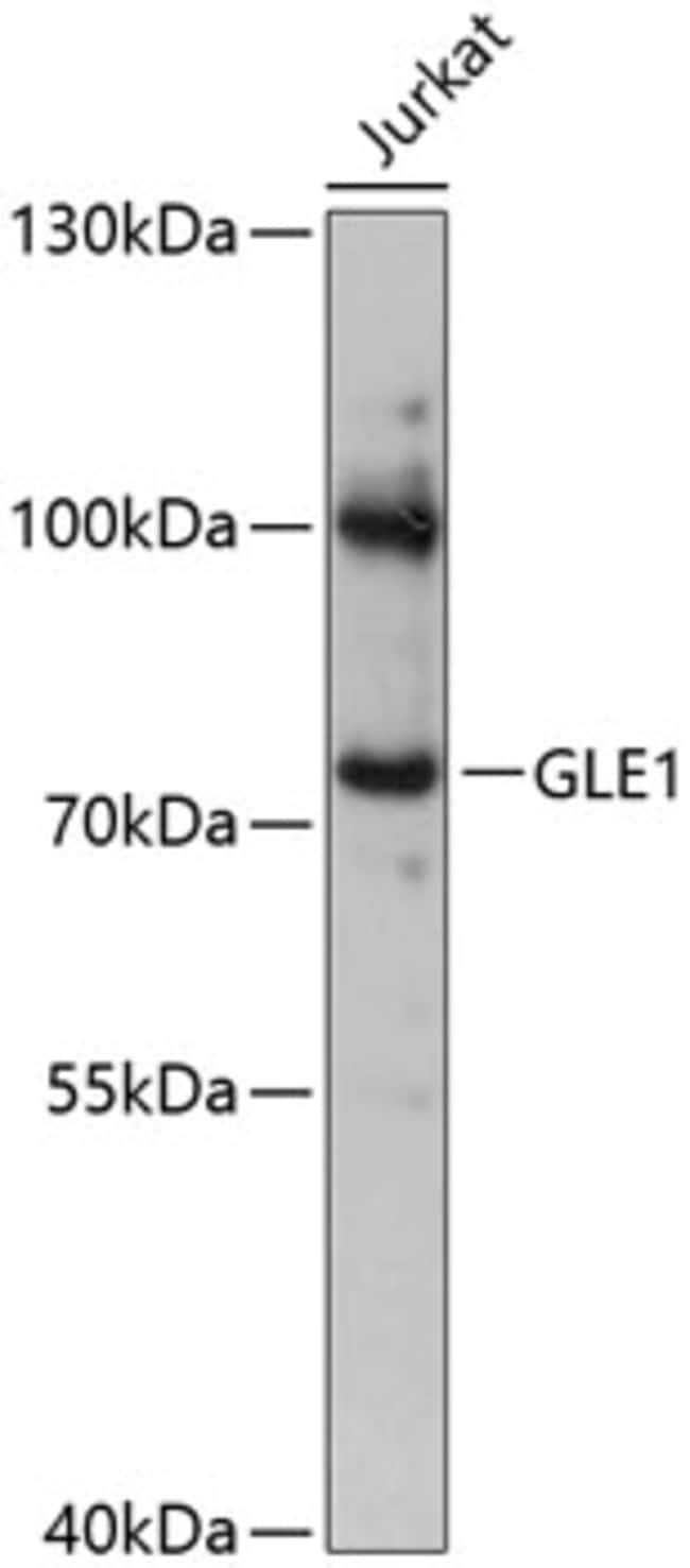 100UL GLE1 ANTIBODY 100 ul