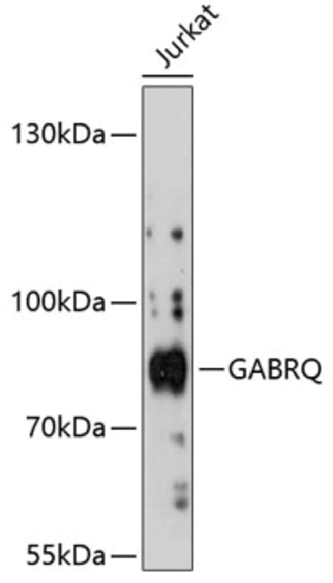 100UL GABRQ ANTIBODY 100 ul