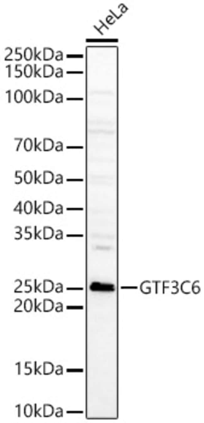 100UL GTF3C6 ANTIBODY 100 ul