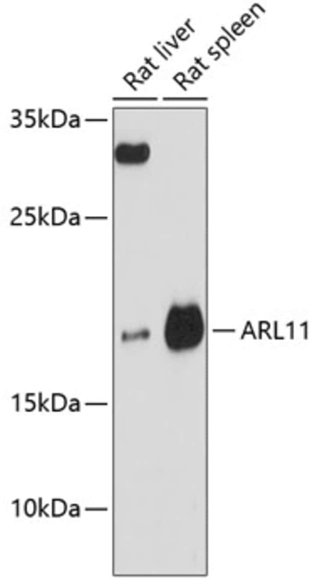 100UL ARL11 ANTIBODY 100 ul