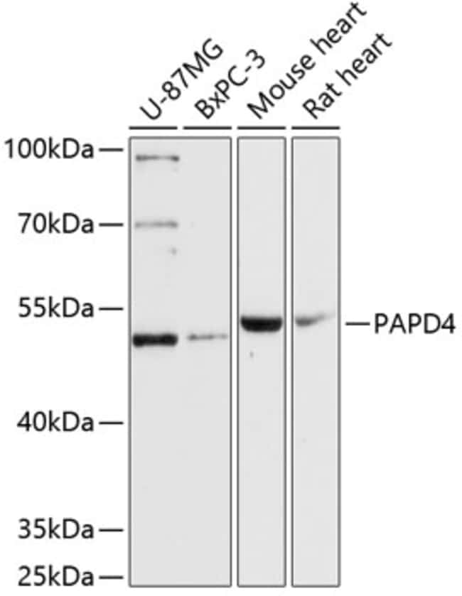 100UL GLD2 ANTIBODY 100 ul