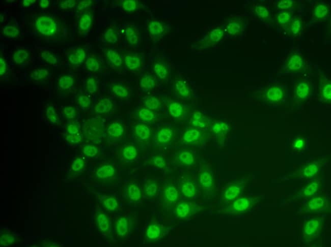 100UL CRY2 ANTIBODY 100 ul