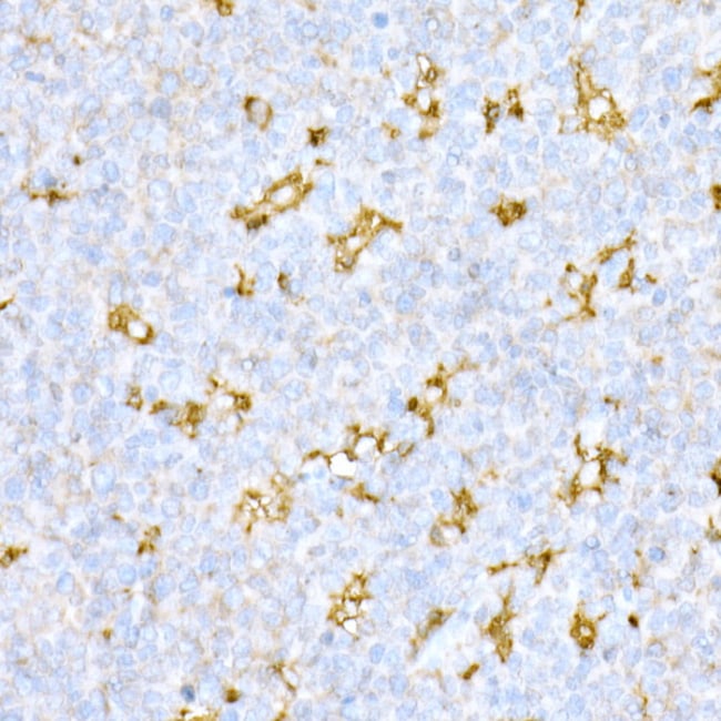 100UL CATHEPSIN D ANTIBODY 100 ul