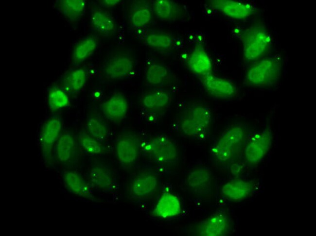 100UL DR1 ANTIBODY 100 ul