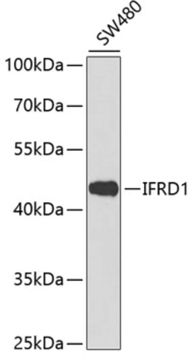 100UL IFRD1 ANTIBODY 100 ul