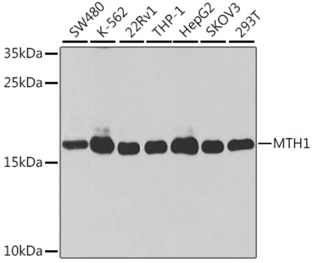 100UL MTH1 ANTIBODY 100 ul