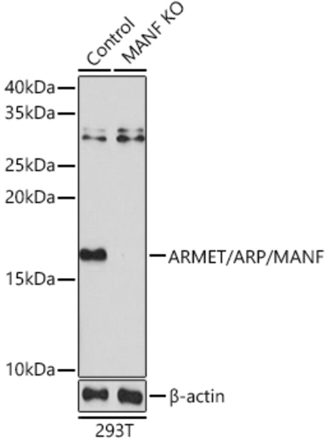 100UL ARMET ANTIBODY 100 ul