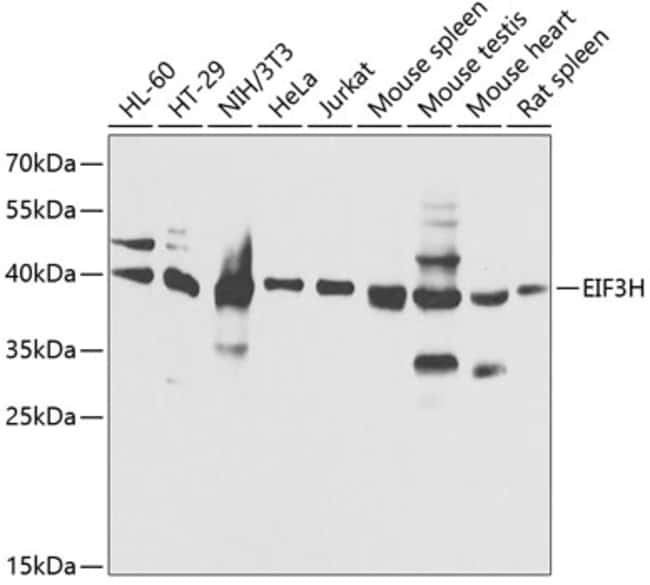 100UL EIF3H ANTIBODY 100 ul