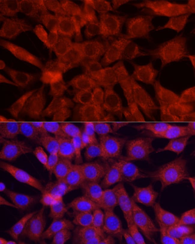100UL CYTOCHROME C ANTIBODY 100 ul
