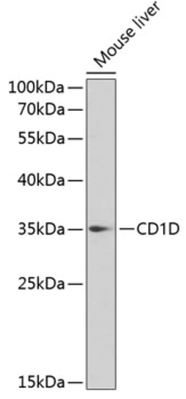 100UL CD1D ANTIBODY 100 ul