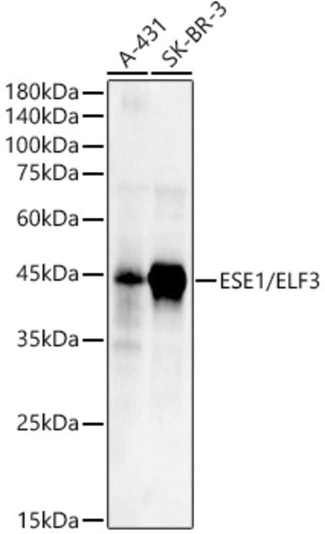 100UL ELF3 ANTIBODY 100 ul