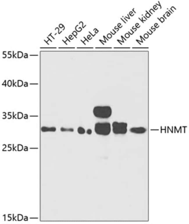 100UL HNMT ANTIBODY 100 ul