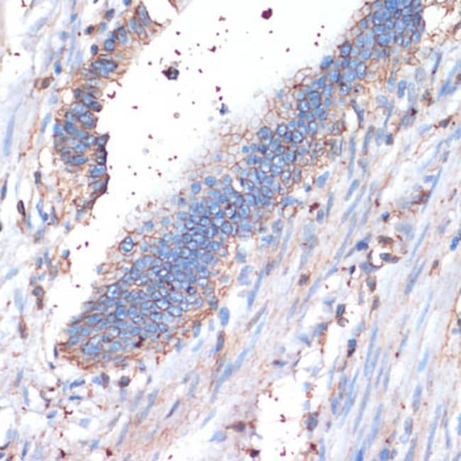 100UL CD44 ANTIBODY 100 ul