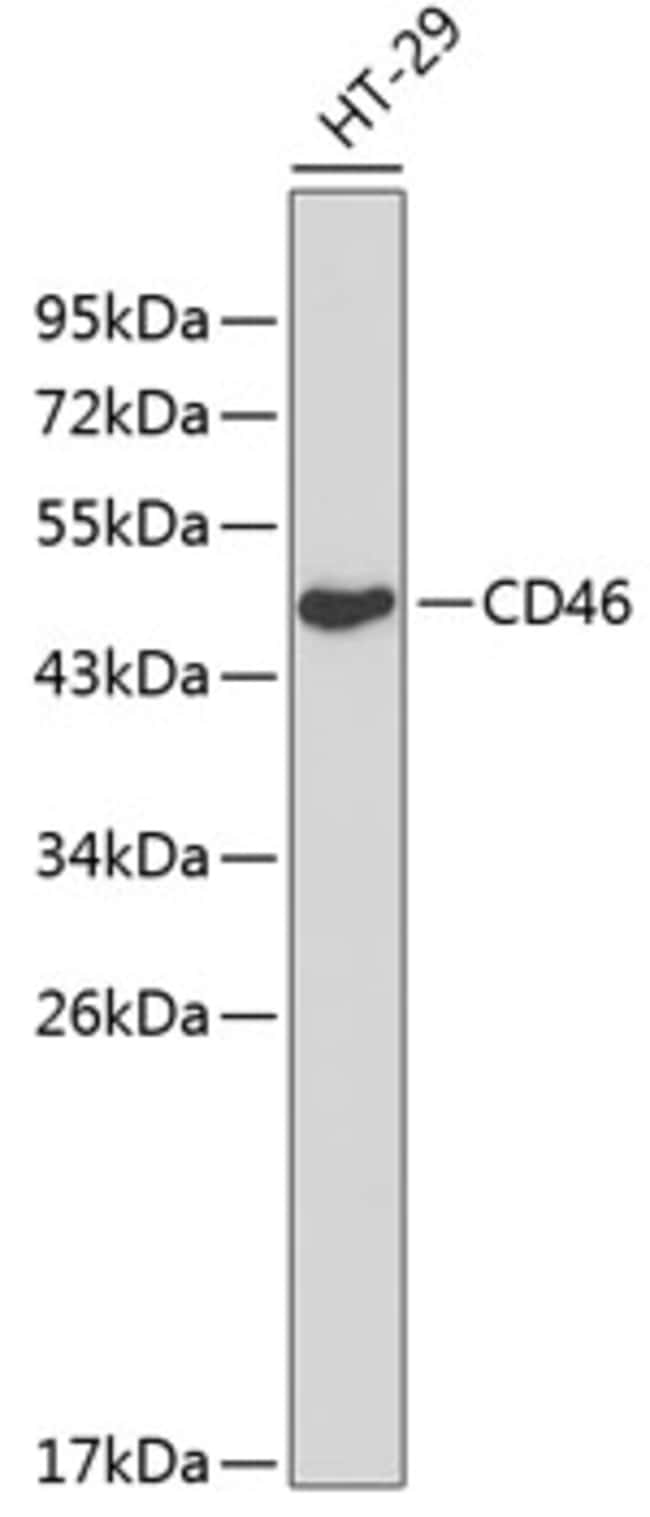 100UL CD46 ANTIBODY 100 ul